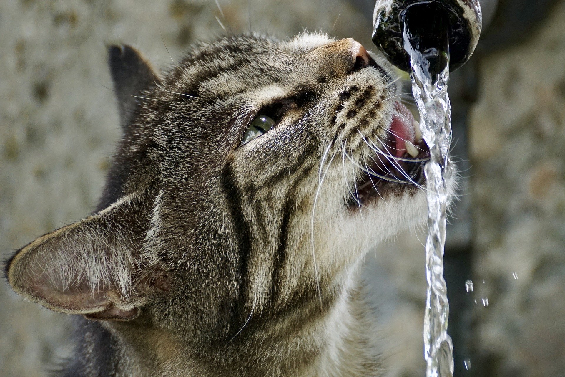 fontaine chat