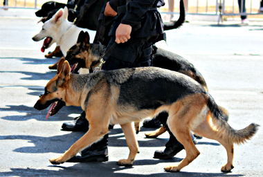 chiens-police-flickrcc-a-g-stumpf