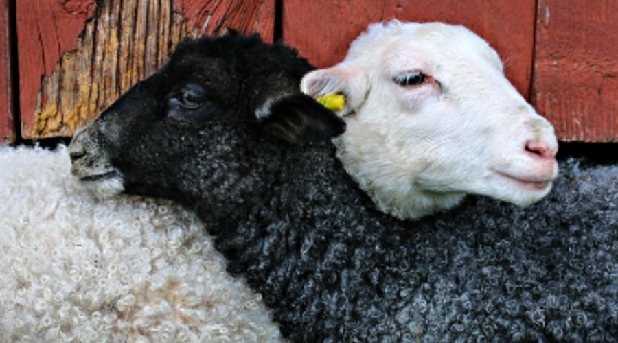 moutons-noir-blanc-pixa