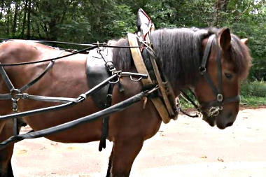 video-ville-paris-meneur-chevaux