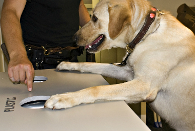 chien-maitre-chien-penn-state-flickrcc